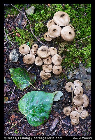 Close up of mushrooms, leaves, and moss. Wrangell-St Elias National Park (color)