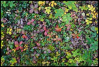 Close up of ground leaves and berries. Wrangell-St Elias National Park ( color)