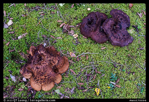 Close up of large mushrooms and moss. Wrangell-St Elias National Park (color)