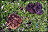 Close up of large mushrooms and moss. Wrangell-St Elias National Park ( color)