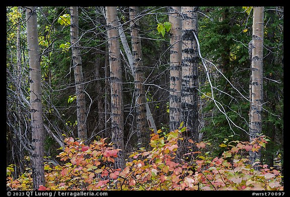 Red and green leaves, tree trunks. Wrangell-St Elias National Park, Alaska, USA.