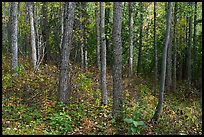 Woods in early autumn. Wrangell-St Elias National Park ( color)