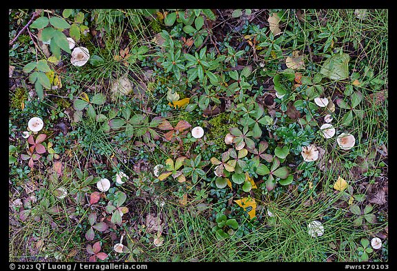 Close-up of leaves and mushrooms. Wrangell-St Elias National Park (color)
