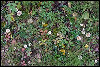 Close-up of leaves and mushrooms. Wrangell-St Elias National Park ( color)