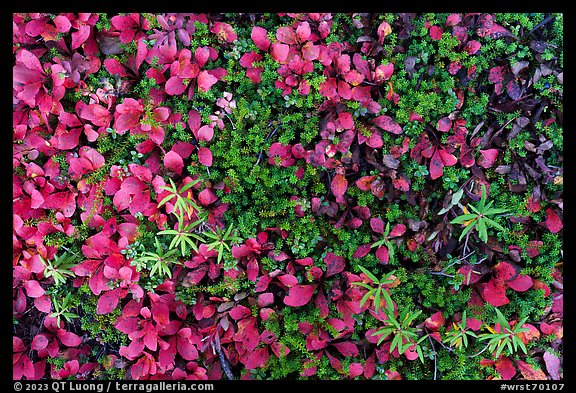 Close-up of red leaves and green plants. Wrangell-St Elias National Park (color)