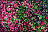 Close-up of red leaves and green plants. Wrangell-St Elias National Park ( color)