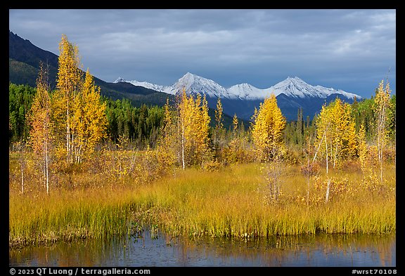 Aspen in autumn colors and snowy Wrangell mountains. Wrangell-St Elias National Park (color)