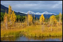 Aspen in autumn colors and snowy Wrangell mountains. Wrangell-St Elias National Park ( color)
