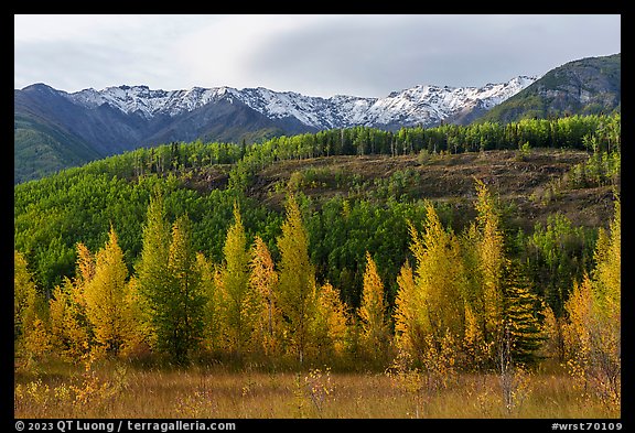 Aspen in various stages of autumn color, hills, and snowy mountains. Wrangell-St Elias National Park (color)