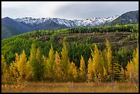 Aspen in various stages of autumn color, hills, and snowy mountains. Wrangell-St Elias National Park ( color)