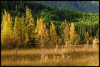 Meadow, aspens, and hillside. Wrangell-St Elias National Park ( color)