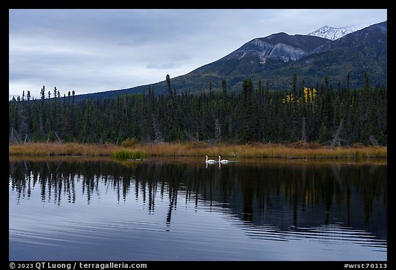 Two swans in lake with reflected mountain. Wrangell-St Elias National Park (color)