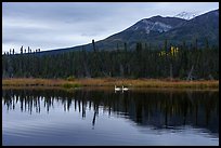 Two swans in lake with reflected mountain. Wrangell-St Elias National Park ( color)