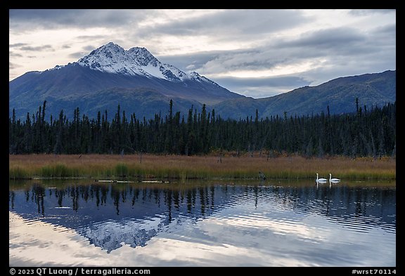 Swans and snowy peak reflected in lake. Wrangell-St Elias National Park (color)