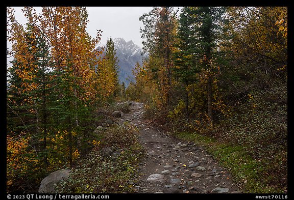 Erie Mine Trail in autumn. Wrangell-St Elias National Park, Alaska, USA.