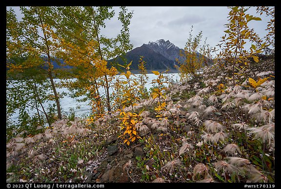 Clematis wispy tendrils at the edge of Root Glacier. Wrangell-St Elias National Park (color)