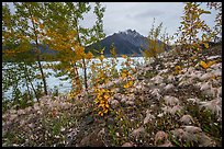 Clematis wispy tendrils at the edge of Root Glacier. Wrangell-St Elias National Park ( color)