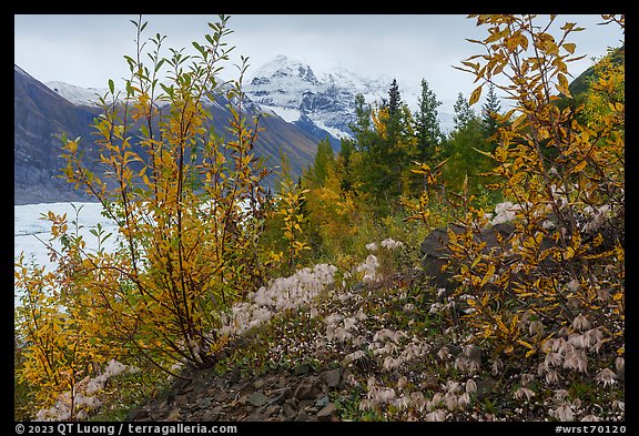 Alpine Clematis, willows, and snowy mountains above Root Glacier. Wrangell-St Elias National Park, Alaska, USA.