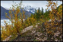 Alpine Clematis, willows, and snowy mountains above Root Glacier. Wrangell-St Elias National Park ( color)