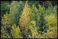 Forest in autumn. Wrangell-St Elias National Park ( color)