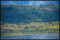 Forest above moraine and below mountains. Wrangell-St Elias National Park ( color)