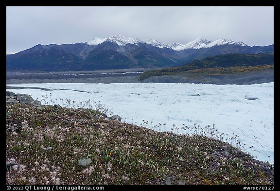 Clematis, Root Glacier, and Wrangell Range mountains. Wrangell-St Elias National Park, Alaska, USA.