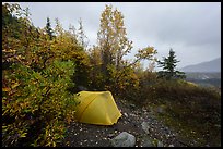 Jumbo Creek backcountry campsite in autumn. Wrangell-St Elias National Park ( color)