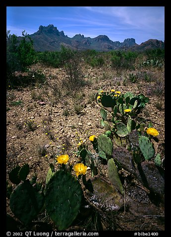 Prickly pear cactus with yellow blooms and Chisos Mountains. Big Bend National Park, Texas, USA.