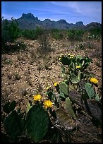 Prickly pear cactus with yellow blooms and Chisos Mountains. Big Bend National Park, Texas, USA.