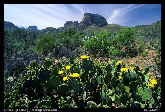 Yellow prickly pear cactus in bloom and Chisos Mountains. Big Bend National Park, Texas, USA.