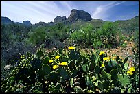 Yellow prickly pear cactus in bloom and Chisos Mountains. Big Bend National Park, Texas, USA.