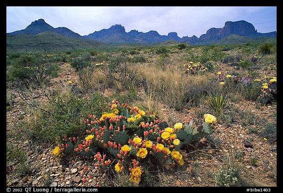 Colorful prickly pear cactus in bloom and Chisos Mountains. Big Bend National Park, Texas, USA.