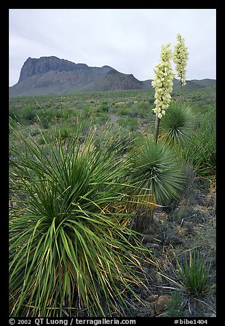 Yucas in bloom. Big Bend National Park (color)