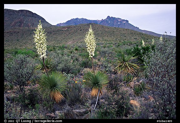 Yucas in bloom. Big Bend National Park (color)