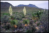 Yucas in bloom. Big Bend National Park, Texas, USA. (color)