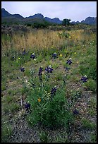 Desert flowers and Chisos Mountains. Big Bend National Park ( color)