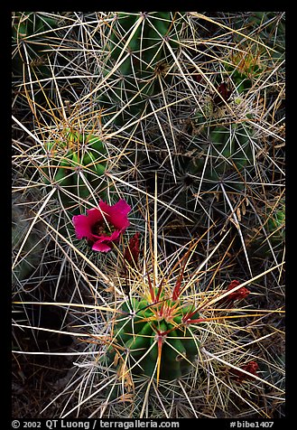 Engelmann Hedgehog cactus in bloom. Big Bend National Park, Texas, USA.