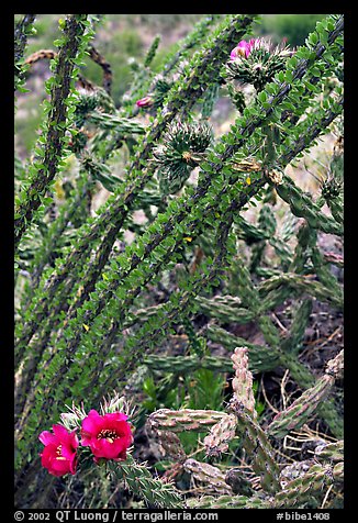 Occatillo and beavertail cactus in bloom. Big Bend National Park, Texas, USA.