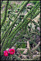 Occatillo and beavertail cactus in bloom. Big Bend National Park, Texas, USA.