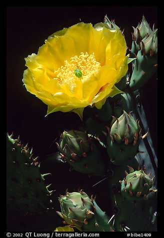 Pickly pear cactus flower. Big Bend National Park (color)