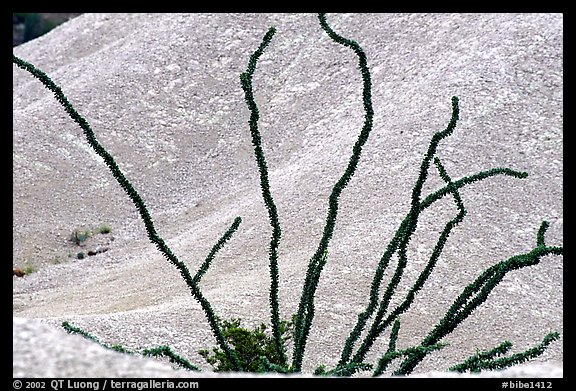 Occatillo and tuff. Big Bend National Park (color)