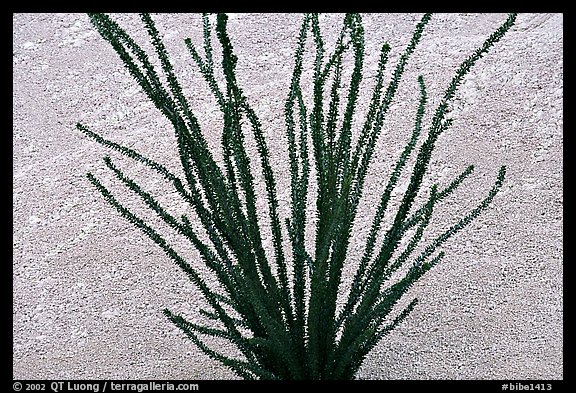 Occatillo and tuff. Big Bend National Park (color)