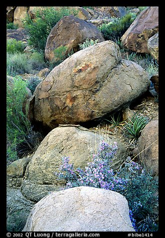 Purple flowers and boulders in Grapevine Mountains. Big Bend National Park, Texas, USA.