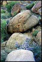 Purple flowers and boulders in Grapevine Mountains. Big Bend National Park, Texas, USA.