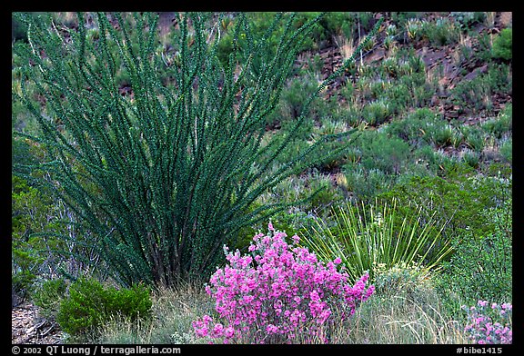 Purple flowers and occatillo. Big Bend National Park, Texas, USA.