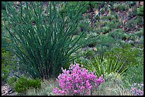 Purple flowers and occatillo. Big Bend National Park, Texas, USA.