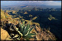 Agaves on South Rim, evening. Big Bend National Park, Texas, USA.