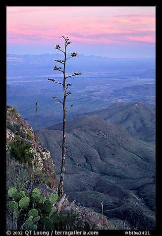 Agave stilt on South Rim, sunset. Big Bend National Park, Texas, USA.