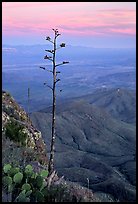 Agave stilt on South Rim, sunset. Big Bend National Park, Texas, USA.