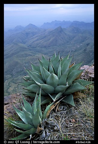 Agaves on South Rim above bare mountains. Big Bend National Park (color)